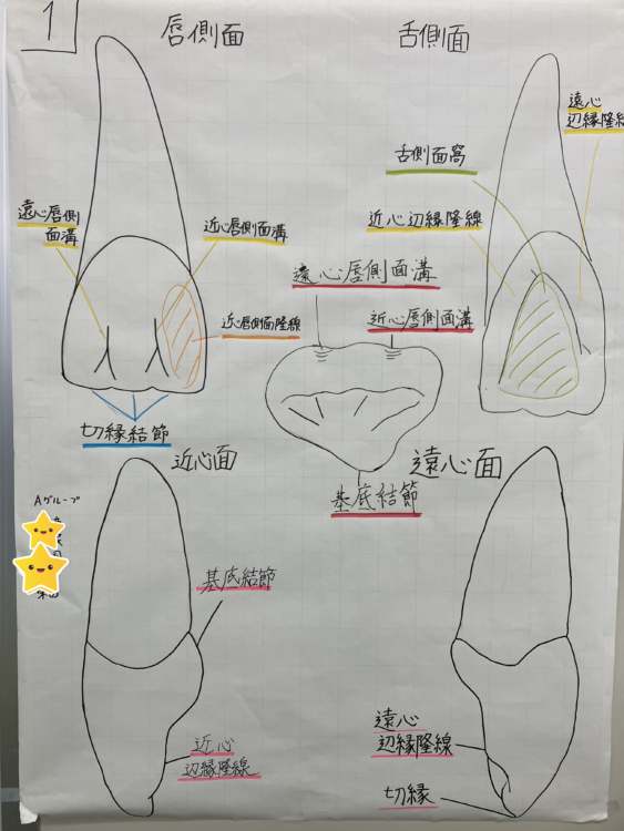 歯の特徴を覚えよう！
