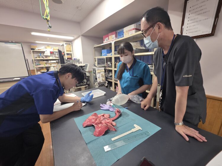 【実習レポ】教科書を飛び出せ！ブタ肺解剖