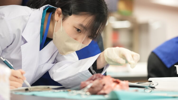 【実習レポ】厚みが違う！？ブタ心臓の解剖実習