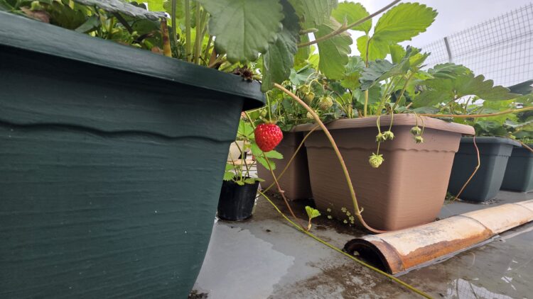 屋上園芸部 活動報告