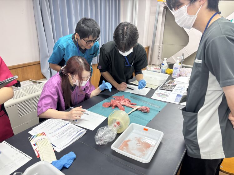 肺が「ぷつぷつ」とふくらむ？臨床工学科1年生の解剖実習
